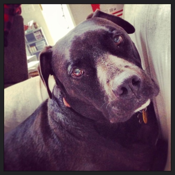 ♥️posh ambassador | 5⭐️top rated seller | 🐾 - Picture 2 of 9